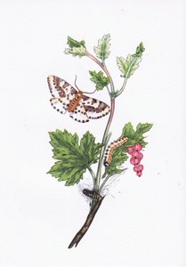 Magpie or Currant Moth, Nature in Britain