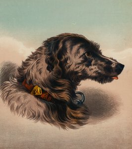 The Stag Hound