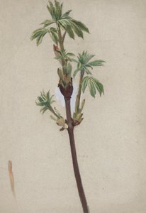 Plant Study