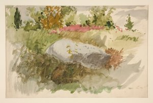 Rocks and Shrubs