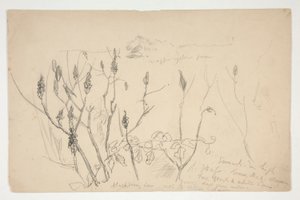 Sketch of Weeds by Edwin Austin Abbey