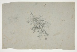 Study of a Branch with Leaves