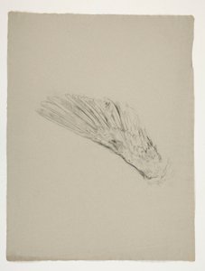 Study of wing for the Infancy of Galahad, from the Quest of the Holy Grail (a series of fifteen paintings for the Boston Public Library, completed in 1901)