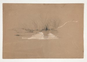 Trees on Bank of River