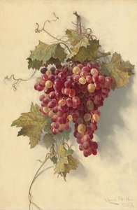 Grapes Against White Wall by Edwin Deakin