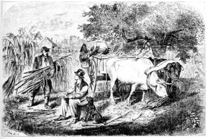 Oxen Hauling Corn by Edwin Forbes