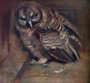 A Young Brown Owl by Edwin John Alexander