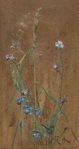 Forget-Me-Not by Edwin John Alexander
