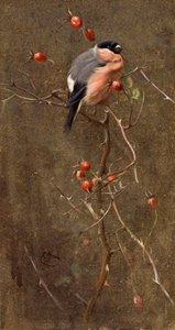 The Bullfinch by Edwin John Alexander