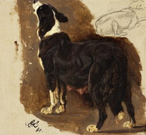 Collie Bitch