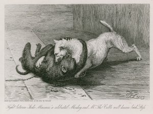 Fight between Jacco Macacco, a celebrated monkey, and Mr Thomas Cubb
