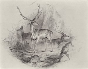 In the Glen by Edwin Landseer