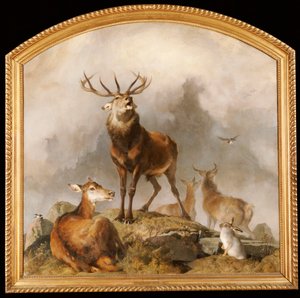 Scene in Braemar - Highland Deer