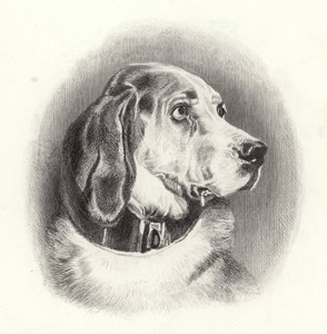 The Bloodhound by Edwin Landseer