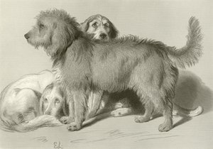 The Three Dogs by Edwin Landseer