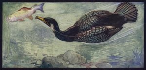 A Cormorant and his Prey
