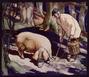 A French Truffle-Hunting Pig