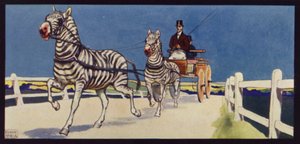 Driving Zebras, Tandem