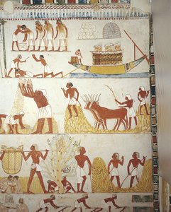 Mural Paintings of Working in Fields, Tomb of Royal Estate Supervisor Menna, Sheikh 