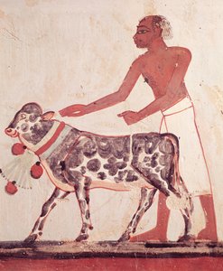 Peasant Leading a Cow to Sacrifice, from the Tomb of Menna