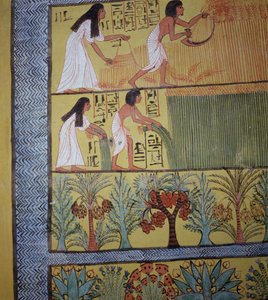 Detail of a harvest scene on the East Wall, from the Tomb of Sennedjem, The Workers Village, New Kingdom by Egyptian 19th Dynasty