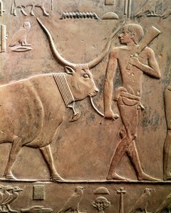 Relief depicting a peasant leading a cow to sacrifice, from the Mastab of Ptah-Hotep and Akhti-Hotep, Old Kingdom