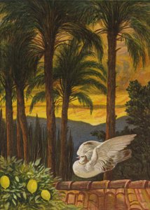 The garden of ancient palms