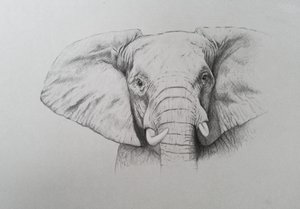 Elephant, 2011 by Eleanor Grafton