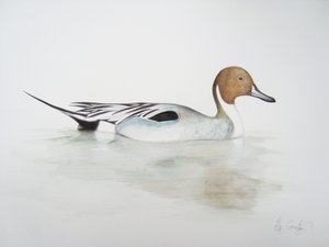 Pintail Duck, 2011 by Eleanor Grafton