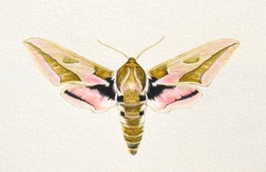 Spurge Hawk Moth, 2023 by Eleanor Grafton