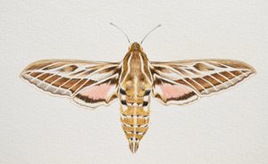 Striped Hawk Moth, 2023 by Eleanor Grafton
