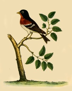 Brambling, 1738, 1942 by Eleazar Albin