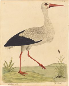 The Stork Ciconia Alba