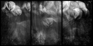 Ethereal Floral Forms