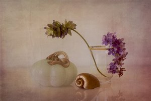 Gentle Pumpkin Still Life