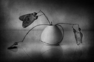 Minimalist Botanical Still Life
