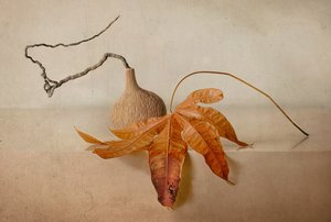 Natural Autumn Still Life