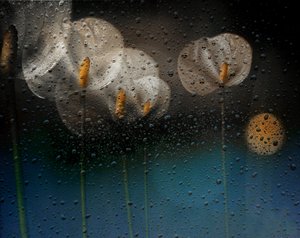Rainy Calla Lilies by Elena Arjona