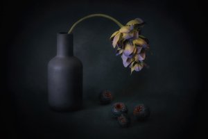 Shadowed Bloom and Berries