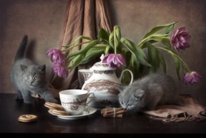Cozy Kitten Tea Time