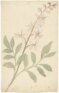 Flower Study by Elias van Nijmegen