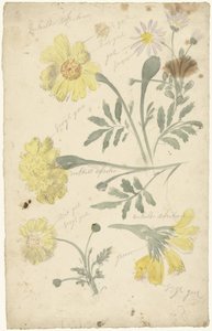 Flower Studies of Marigolds by Elias van Nijmegen