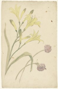 Flower Studies of a Yellow Lily and a Blooming Onion by Elias van Nijmegen