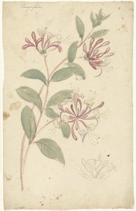 Honeysuckle by Elias van Nijmegen