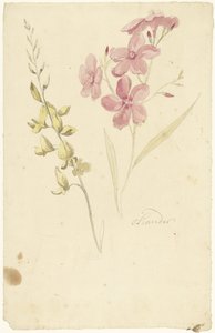 Oleander and Broom by Elias van Nijmegen