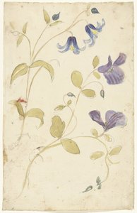 Studies of Purple and Blue Flowers