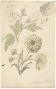Studies of Sunflowers and Dialtia by Elias van Nijmegen