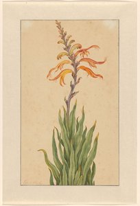 Crocosmia (Montbretia)