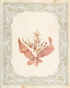 Seaweeds by Eliza A. Jordson