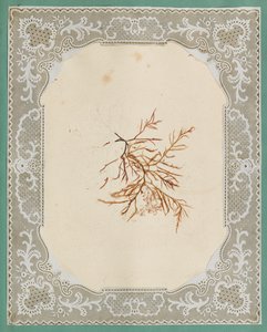 Seaweeds by Eliza A. Jordson